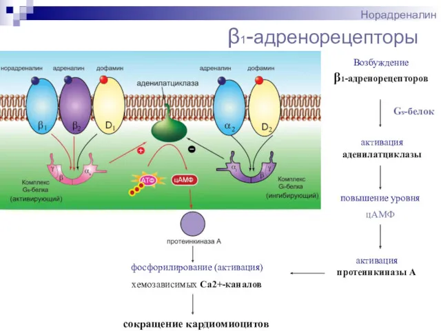 β1-адренорецепторы Норадреналин Gs-белок Возбуждение β1-адренорецепторов активация аденилатциклазы повышение уровня цАМФ сокращение кардиомиоцитов активация