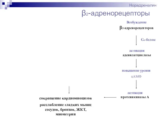 β2-адренорецепторы Норадреналин Gs-белок Возбуждение β2-адренорецепторов активация аденилатциклазы повышение уровня цАМФ