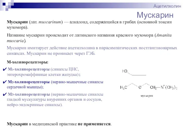 Мускарин Ацетилхолин Мускарин (лат. muscarinum) — алкалоид, содержащийся в грибах (основной токсин мухомора).
