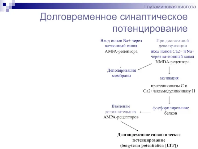 Долговременное синаптическое потенцирование Глутаминовая кислота Вход ионов Na+ через катионный