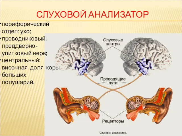 СЛУХОВОЙ АНАЛИЗАТОР периферический отдел: ухо; проводниковый: преддверно-улитковый нерв; центральный: височная доля коры больших полушарий.