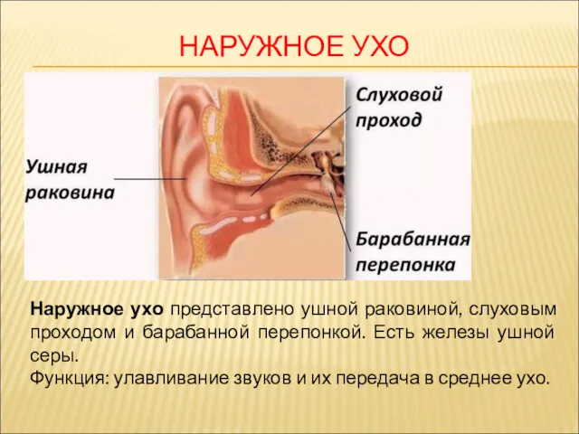 НАРУЖНОЕ УХО Наружное ухо представлено ушной раковиной, слуховым проходом и