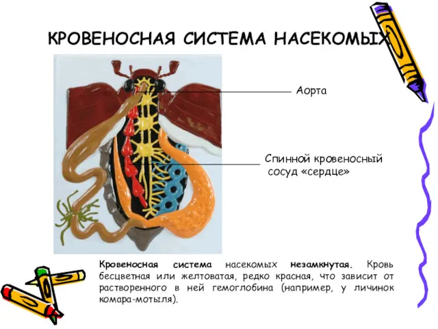 Кровеносная система насекомых незамкнутая. Кровь бесцветная или желтоватая, редко красная, что зависит от
