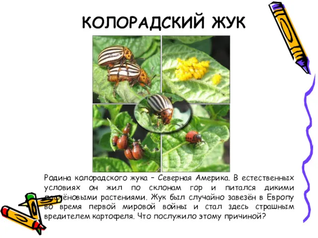 КОЛОРАДСКИЙ ЖУК Родина колорадского жука – Северная Америка. В естественных условиях он жил