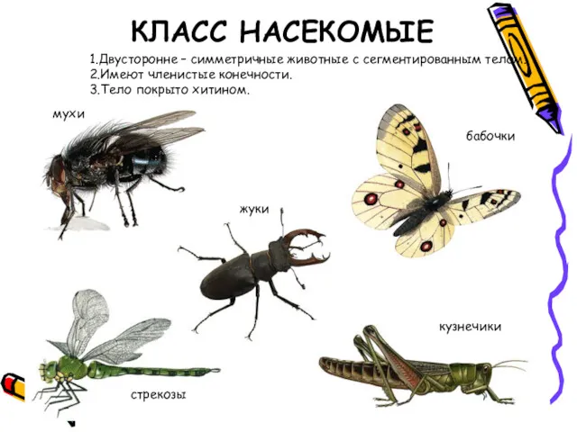 КЛАСС НАСЕКОМЫЕ мухи бабочки жуки кузнечики стрекозы 1.Двусторонне – симметричные животные с сегментированным