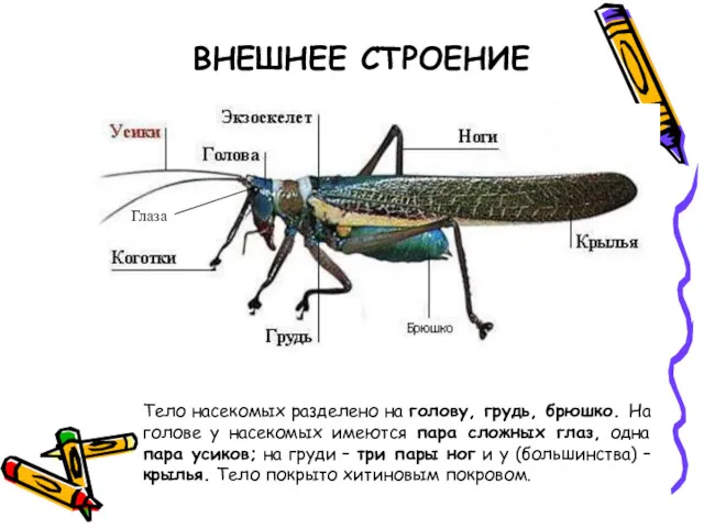 ВНЕШНЕЕ СТРОЕНИЕ Тело насекомых разделено на голову, грудь, брюшко. На голове у насекомых
