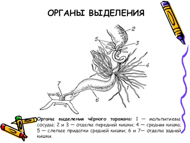 Органы выделения чёрного таракана: 1 — мальпигиевы сосуды; 2 и 3 — отделы