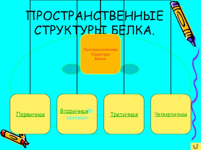 ПРОСТРАНСТВЕННЫЕ СТРУКТУРЫ БЕЛКА.