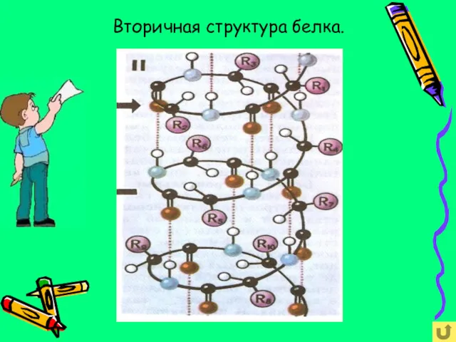 Вторичная структура белка.