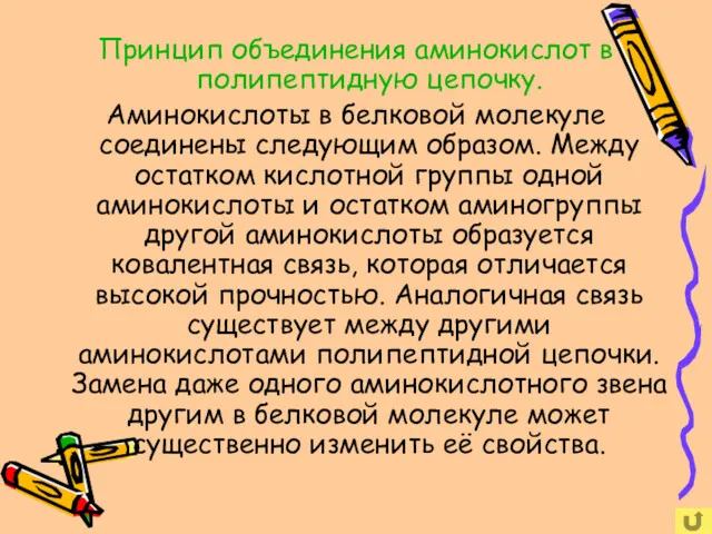 Принцип объединения аминокислот в полипептидную цепочку. Аминокислоты в белковой молекуле