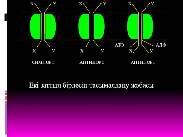 АТФ АДФ Х У Х У Х У Х У