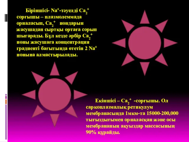 Біріншісі- Na+-тәуелді Са2+ сорғышы – плазмолеммада орналасып, Са2+ иондарын жасушадан