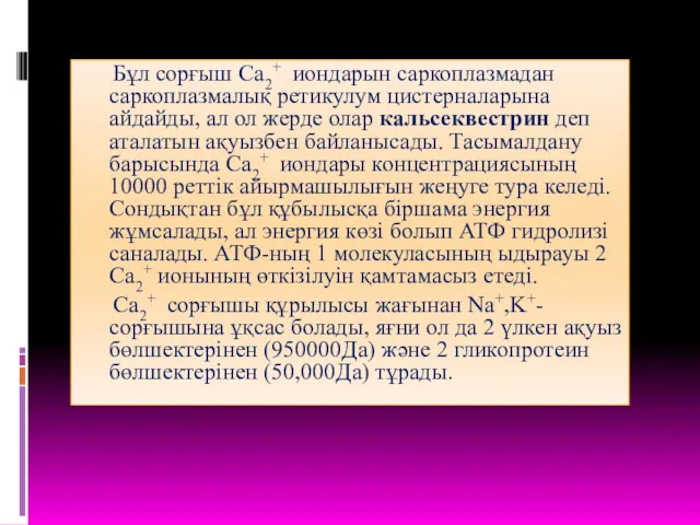 Бұл сорғыш Са2+ иондарын саркоплазмадан саркоплазмалық ретикулум цистерналарына айдайды, ал