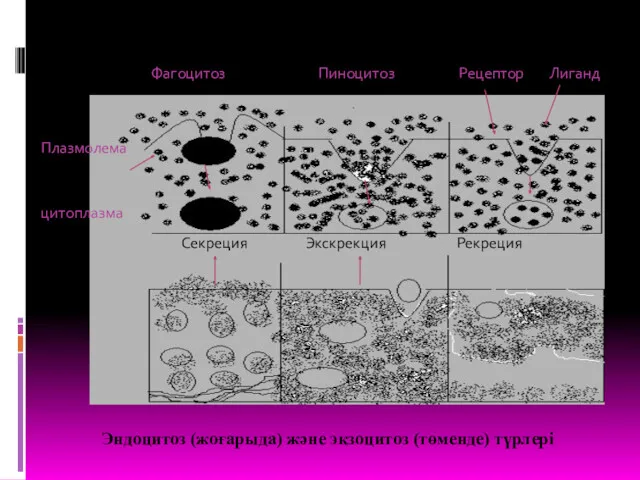 Фагоцитоз Пиноцитоз Рецептор Лиганд Секреция Экскрекция Рекреция Плазмолема цитоплазма Эндоцитоз (жоғарыда) және экзоцитоз (төменде) түрлері