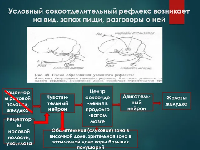 Условный сокоотделительный рефлекс возникает на вид, запах пищи, разговоры о