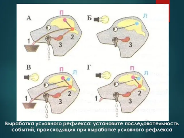 Выработка условного рефлекса: установите последовательность событий, происходящих при выработке условного рефлекса