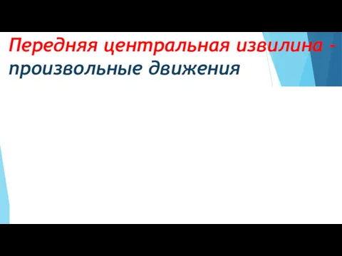 Передняя центральная извилина - произвольные движения