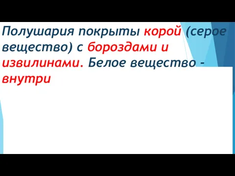 Полушария покрыты корой (серое вещество) с бороздами и извилинами. Белое вещество -внутри