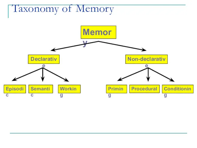 Taxonomy of Memory Memory Declarative Non-declarative Semantic Working Episodic Priming Procedural Conditioning