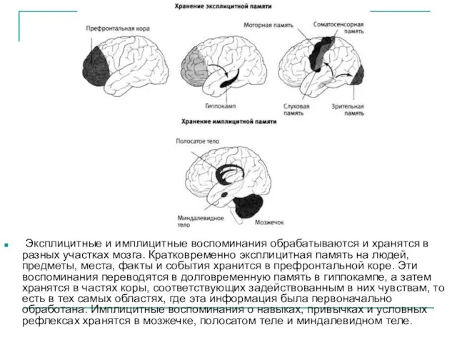 Эксплицитные и имплицитные воспоминания обрабатываются и хранятся в разных участках