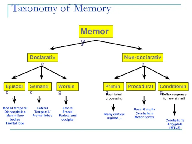 Taxonomy of Memory Memory Declarative Non-declarative Semantic Working Episodic Priming
