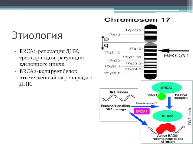 Этиология BRCA1-репарация ДНК, транскрипция, регуляция клеточного цикла BRCA2-кодирует белок, ответственный за репарацию ДНК.