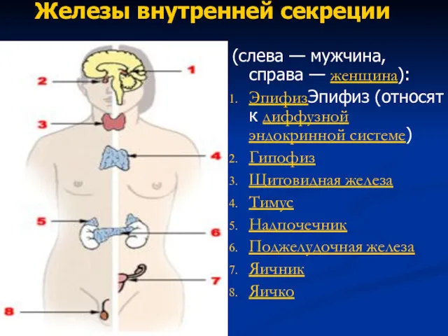 Железы внутренней секреции (слева — мужчина, справа — женщина): ЭпифизЭпифиз