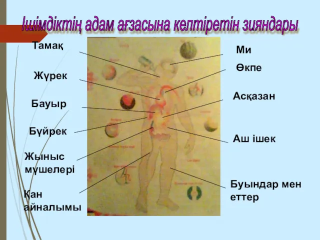 Ішімдіктің адам ағзасына келтіретін зияндары Ми Өкпе Асқазан Аш ішек