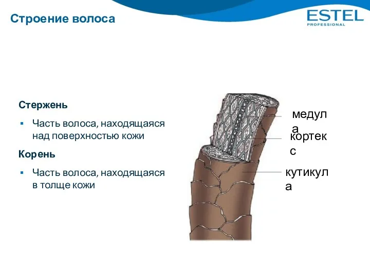 Строение волоса Стержень Часть волоса, находящаяся над поверхностью кожи Корень