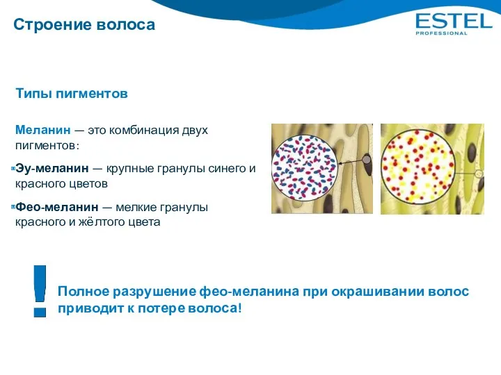 Строение волоса Меланин — это комбинация двух пигментов: Эу-меланин —
