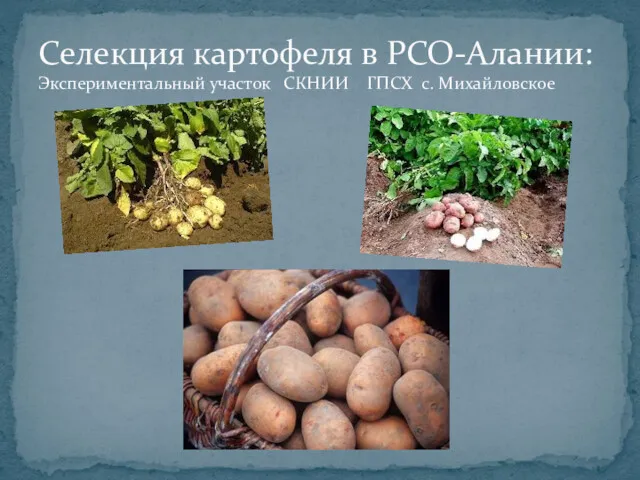 Селекция картофеля в РСО-Алании: Экспериментальный участок СКНИИ ГПСХ с. Михайловское