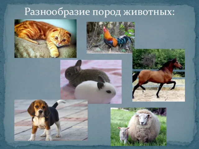 Разнообразие пород животных: