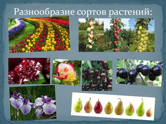 Разнообразие сортов растений: