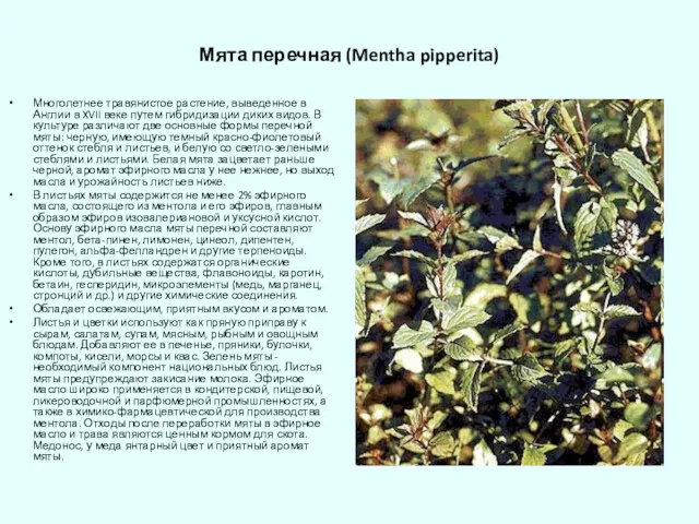 Мята перечная (Mentha pipperita) Многолетнее травянистое растение, выведенное в Англии