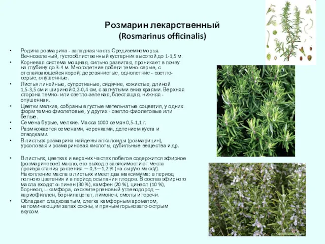 Розмарин лекарственный (Rosmarinus officinalis) Родина розмарина - западная часть Средиземноморья.