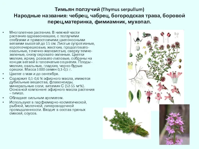 Тимьян ползучий (Thymus serpullum) Народные названия: чебрец, чабрец, богородская трава,