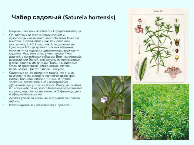Чабер садовый (Satureia hortensis) Родина— восточные области Средиземноморья. Однолетник со