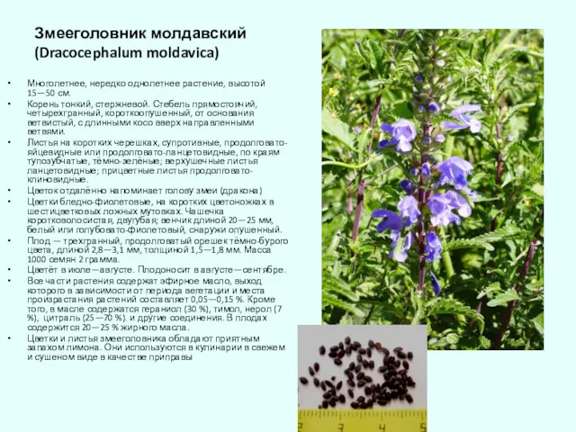 Змееголовник молдавский (Dracocephalum moldavica) Многолетнее, нередко однолетнее растение, высотой 15—50