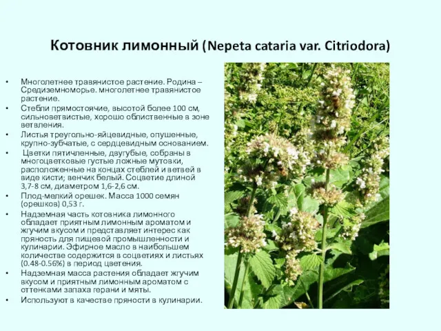 Котовник лимонный (Nepeta cataria var. Citriodora) Многолетнее травянистое растение. Родина