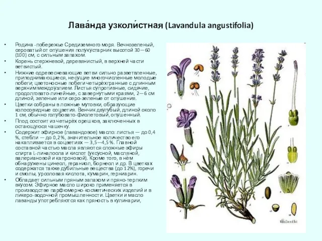 Лава́нда узколи́стная (Lavandula angustifolia) Родина -побережье Средиземного моря. Вечнозеленый, сероватый