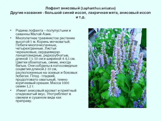 Лофант анисовый (Lophanthus anisatus) Другие названия - большой синий иссоп,