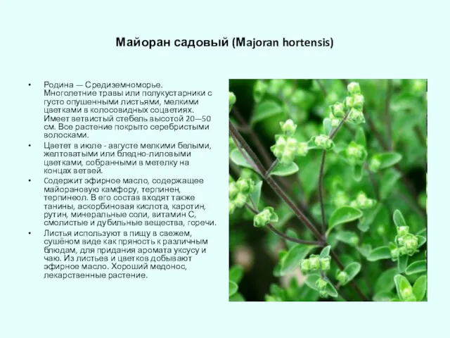 Майоран садовый (Мajoran hortensis) Родина — Средиземноморье. Многолетние травы или