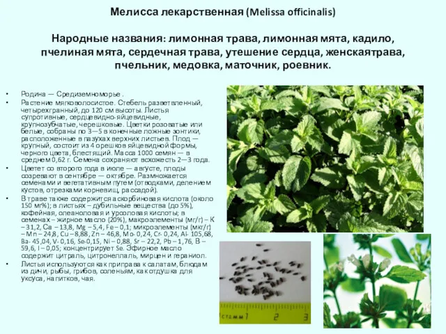 Мелисса лекарственная (Melissa officinalis) Народные названия: лимонная трава, лимонная мята,