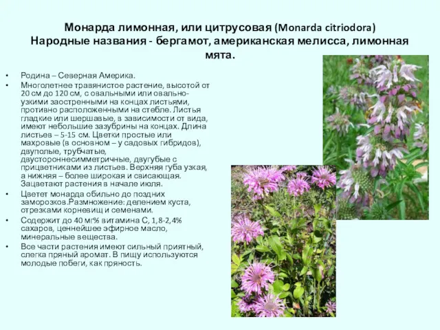 Монарда лимонная, или цитрусовая (Monarda citriodora) Народные названия - бергамот,