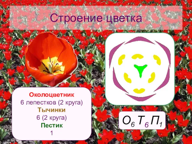 Строение цветка Околоцветник 6 лепестков (2 круга) Тычинки 6 (2 круга) Пестик 1