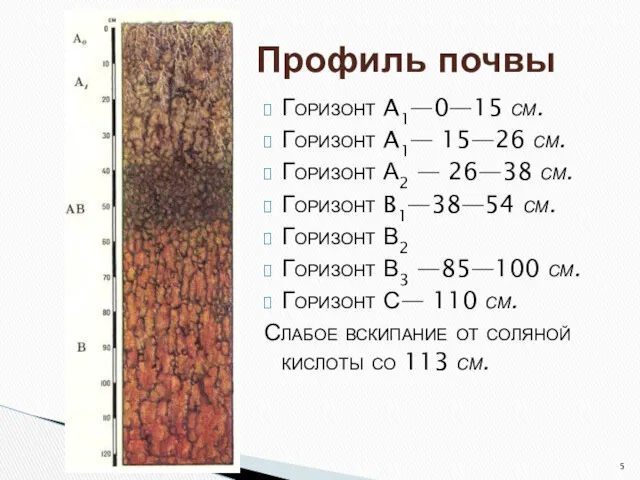 Горизонт A1—0—15 см. Горизонт A1— 15—26 см. Горизонт А2 —