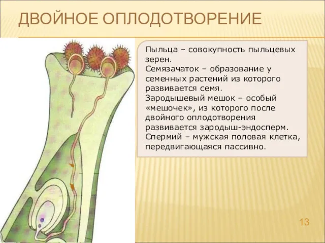 ДВОЙНОЕ ОПЛОДОТВОРЕНИЕ Пыльца – совокупность пыльцевых зерен. Семязачаток – образование