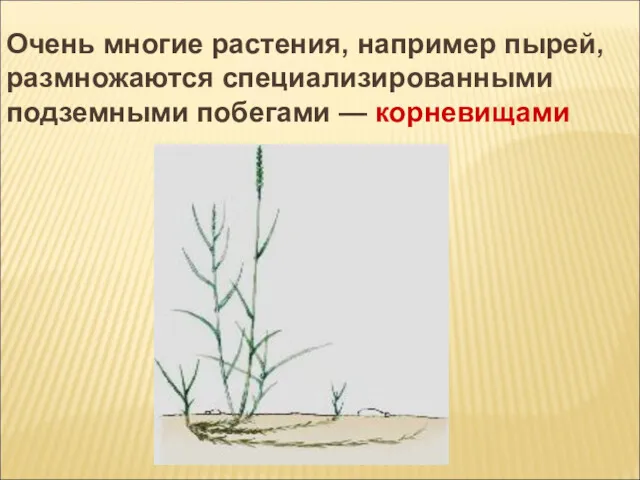 Очень многие растения, например пырей, размножаются специализированными подземными побегами — корневищами