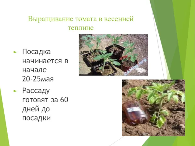 Выращивание томата в весенней теплице Посадка начинается в начале 20-25мая