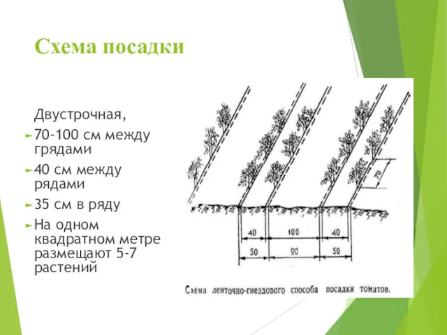 Схема посадки Двустрочная, 70-100 см между грядами 40 см между